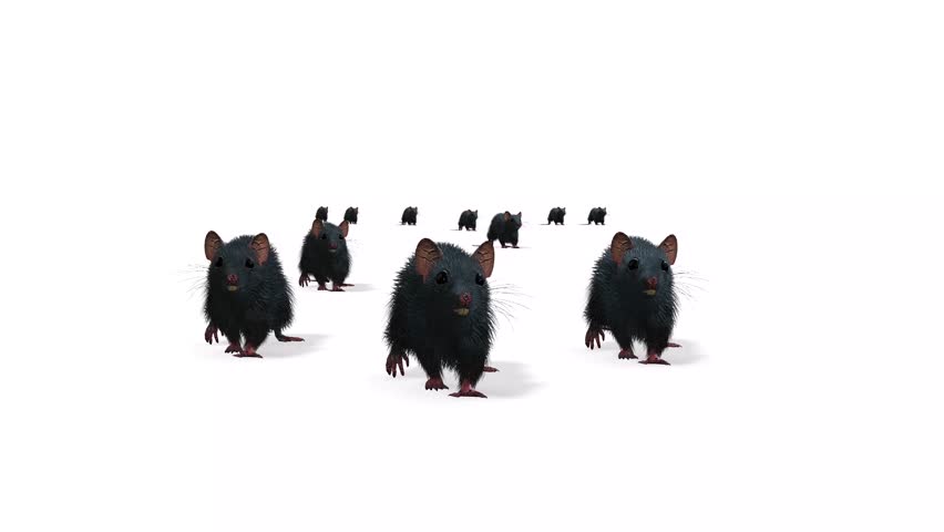 Group of mice or mouse or rat moving with white background or green sreen 