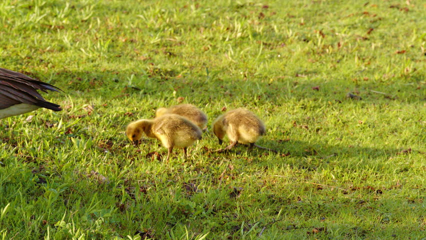 Wild goslings gathered closely around a parent goose