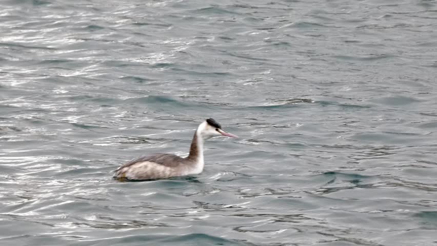 A great crested grebe in winter plumage dives into choppy water
