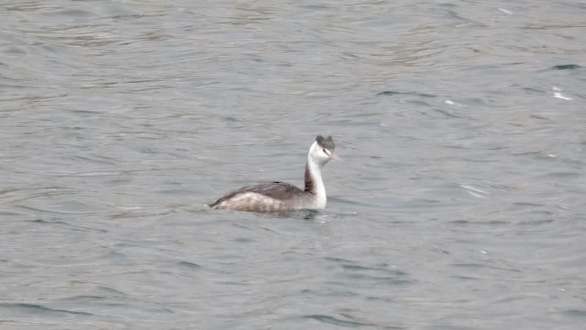 A great crested grebe in winter plumage dives into choppy water