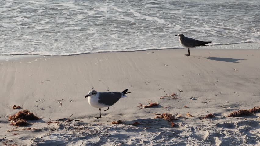 Standing on one leg: A laughing seagull (Leucophaeus atricilla) standing resiliently with one leg with another one behind it on a windy white Clearwater Beach. A laughing seagull stands balanced on white sandy Clearwater Beach during strong coastal winds.
One leg is visible while the other is missing a foot, highlighting the bird’s resilience.
Wind movement creates a raw, natural feeling, with slight motion suggesting harsh conditions.
The scene reflects survival and adaptability in a coastal wildlife environment. Florida, January 25, 2026