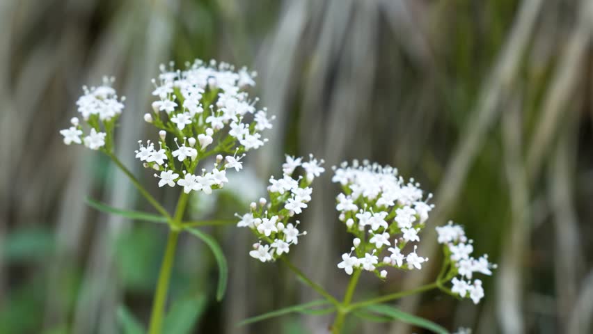 Small white alpine flower in bloom in the wind.