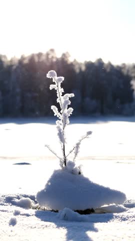 Close-up of a frosted plant on a frozen lake at sunset, shot in 4K Fine with Canon EOS R7. Beautiful winter nature background with soft sunlight and hoarfrost.