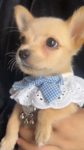 Adorable puppy relaxing on wooden floor
sweet domestic dog creating cozy atmosphere