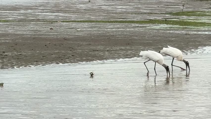 Wood Storks (Mycteria americana) on the River Tarcoles in Costa Rica