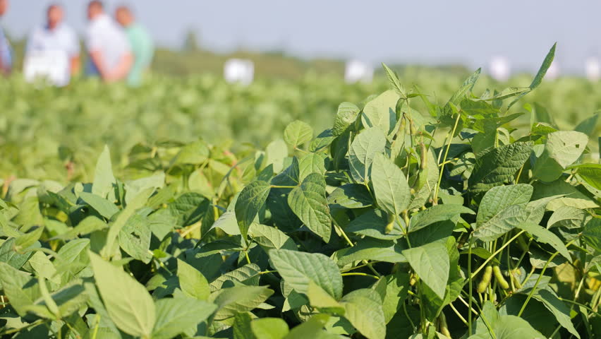 People walking through green soybean field, professional agricultural inspection