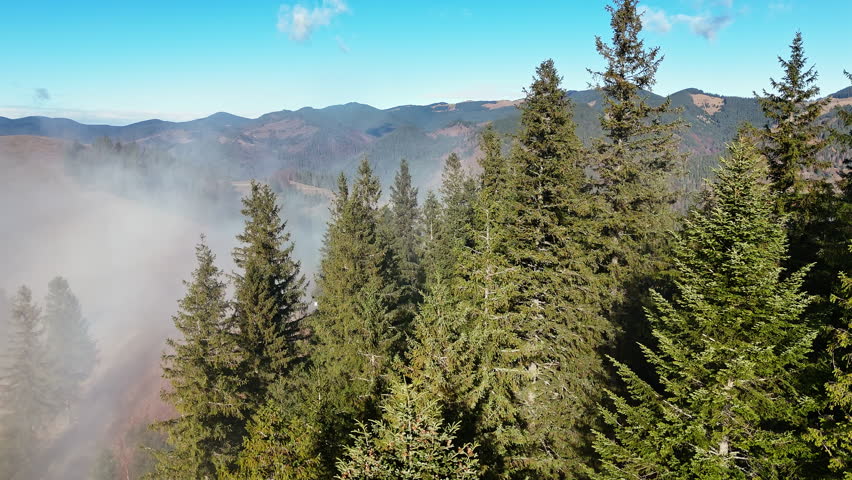 Aerial view of pine forest in the mountains under thick morning fog peaks