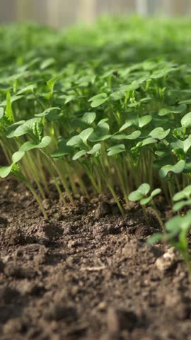 Detailed view of mustard seedlings growing densely in greenhouse soil after harvest. Represents sustainable farming and soil recovery