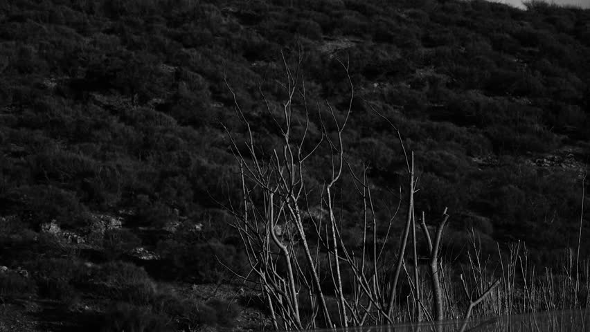 Black and white dry branches view
