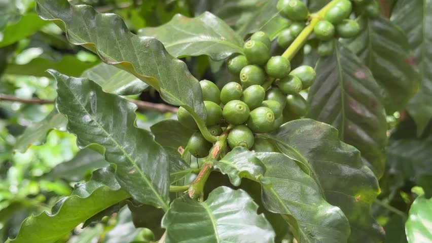 Closeup of Green Costa Rica Coffee Beans on a Plant