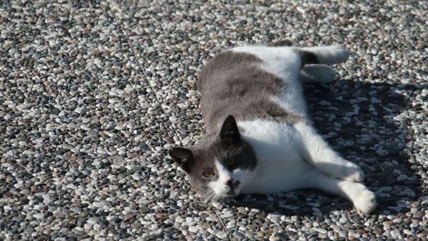 An adorable black and white street cat lies down and rolls over playfully on the ground, showing off in slow motion.