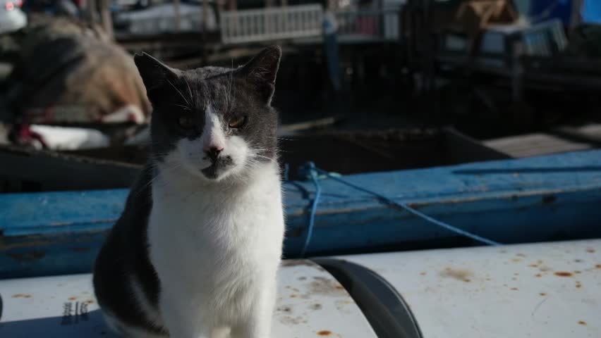 A black and white cat at a fishing harbor grooms itself, scratching and licking, while looking at the camera against blue sky.