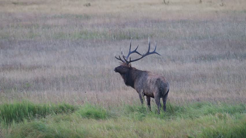 Bull elk standing in a field, raises head to smell air. Stock wildlife 4k footage