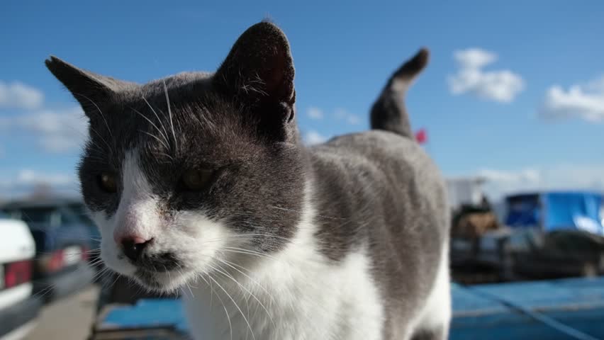 A black and white cat at a fishing harbor grooms itself, scratching and licking, while looking at the camera against blue sky.