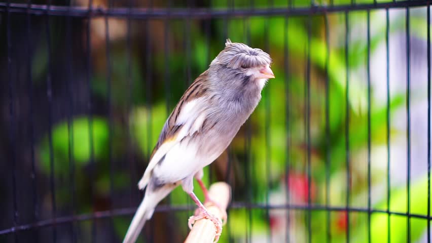 Close up of a domestic canary bird singing and perched on a branch inside a cage.