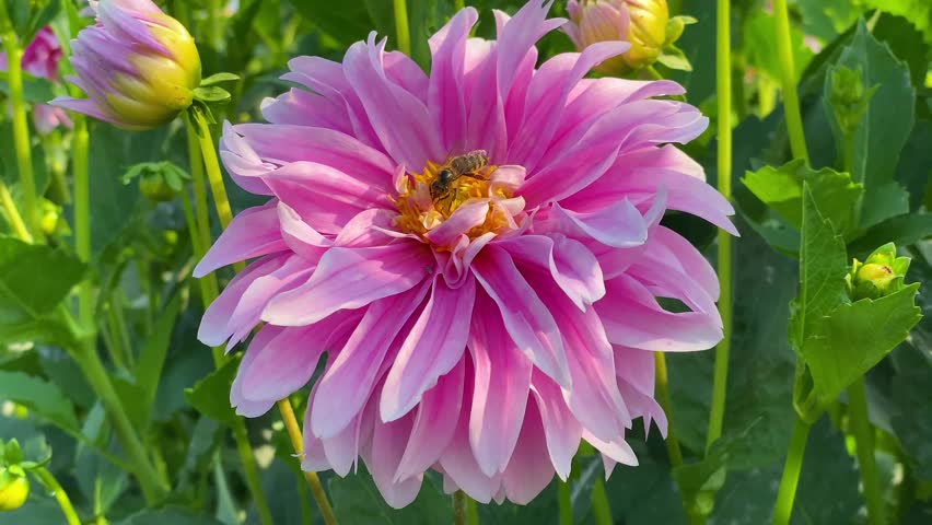 pink dahlia flower in sunny garden 
