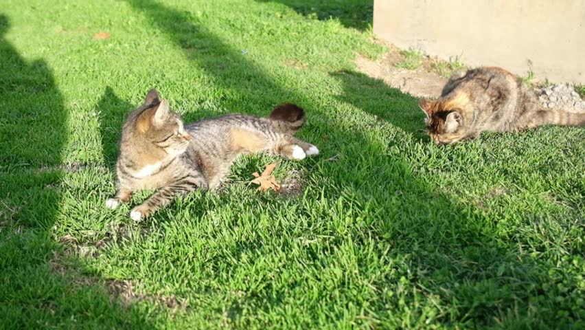 Two playful tabby street cats wrestling and playing together in the green grass, captured in detailed slow motion.