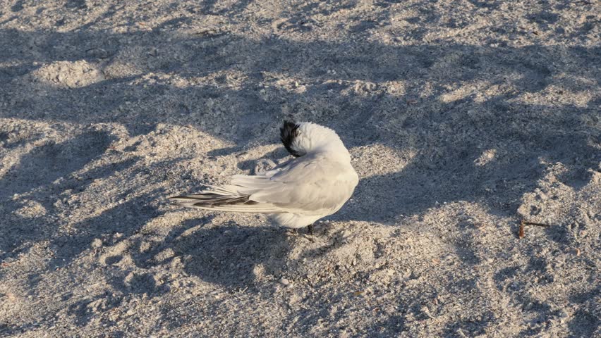 Royal Tern: A close-up view of an orange-beaked royal tern (Thalasseus maximus) grooming its feathers with its beak as heavy wind moves through its feathers, on a sandy Clearwater beach, in a late-day setting. The bird’s orange bill and windswept plumage create a dramatic sense of motion.
The view highlights natural behavior and resilience of seabirds in dynamic beach conditions.
A striking wildlife portrait from a windy shoreline environment. Florida, January 25, 2026