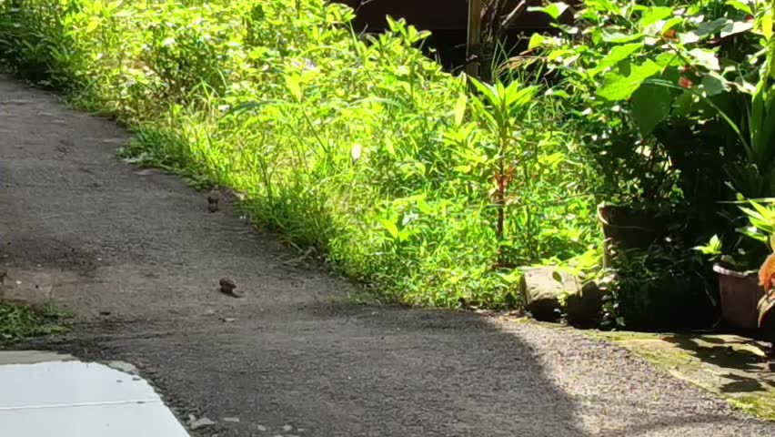 Small bird jumping on a sunny garden path. Tropical backyard with lush green plants and bright morning sunlight. Natural wildlife in a peaceful outdoor setting