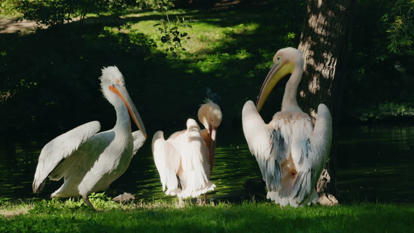 White pelicans interacting on grassy riverbank beside shaded forest pond in natural wildlife scene. High quality 4k footage
