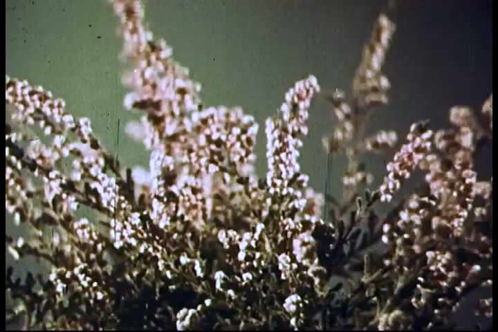 1950s - Travelers in the 1950s may come home with more than standard souvenirs.