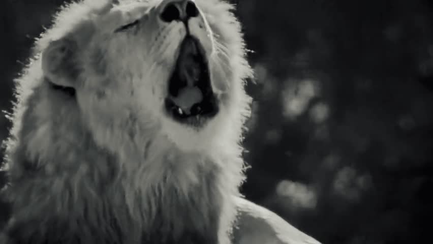 Black and White Lion Roar Close-Up – Dramatic Monochrome Wildlife Footage, Breath Vapor, Cinematic Big Cat Portrait