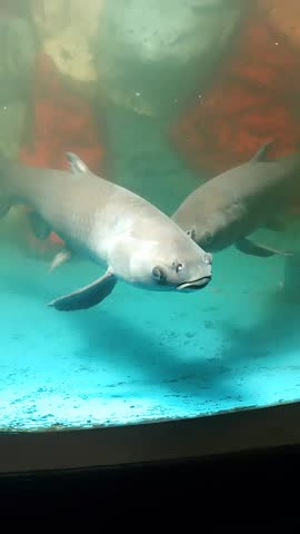 African Arowana Fish Swimming in Aquarium