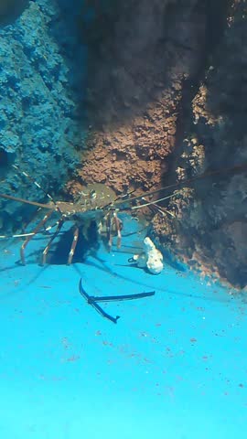 Spiny Lobster Crawling on the Ocean Floor