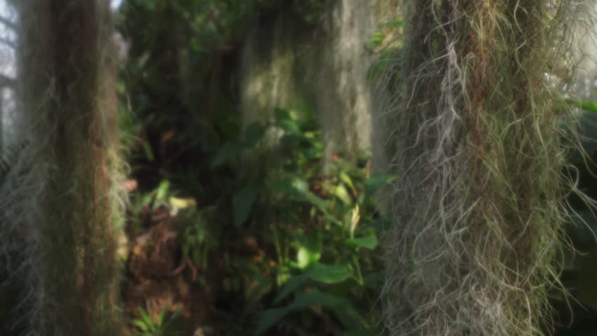 Spanish moss Tillandsia usneoides, oldman