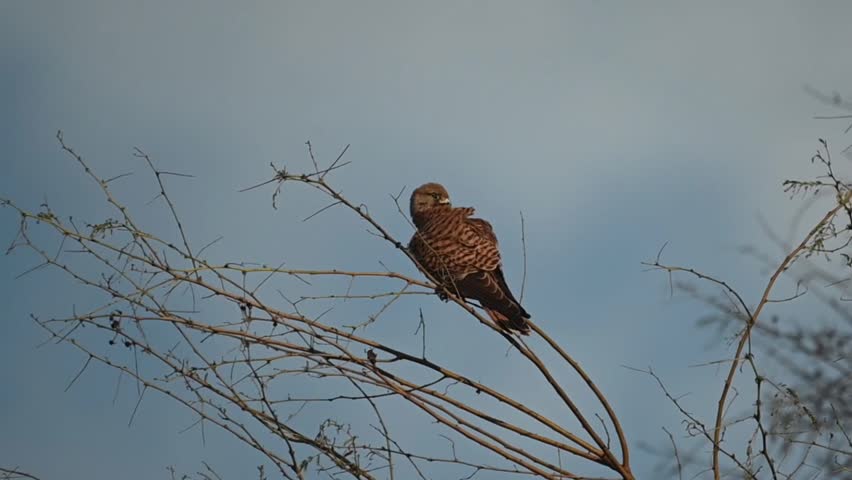 The common kestrel, also known as the European kestrel, Eurasian kestrel or Old World kestrel