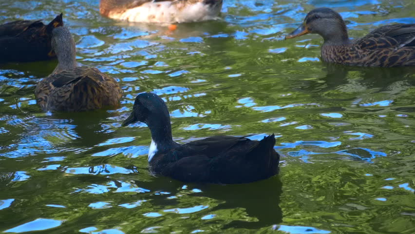A flock of ducks feeds on the lake in the morning, diving head down and collecting food from the bottom. Slow mo, slow motion, high speed camera. Closeup