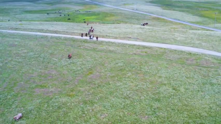 Aerial perspective reveals several domestic horses and scattered cattle moving slowly along the edge of a light colored dirt road that cuts across vast rolling hills covered in bright green grass typical of remote western ranching land.