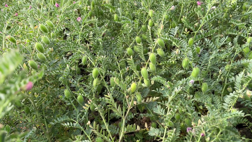 Fresh green chickpeas or chana pods growing on plants in an agricultural field
