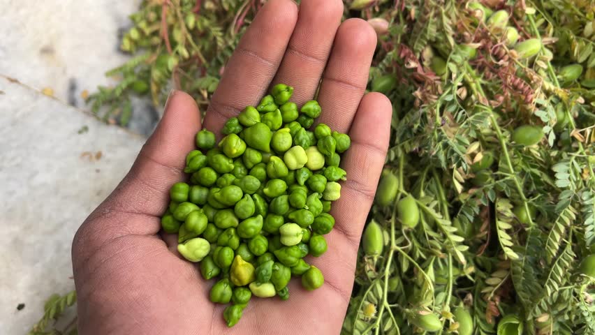 Hand Holding Fresh Green Chickpeas with Chickpea Plant Pods in Background Close-Up