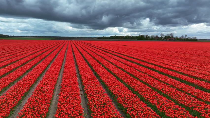 Tulip field aerial drone flying over beautiful colored tulip agriculture field in Flevoland Netherlands. Tulip fields color various areas in Holland during springtime.