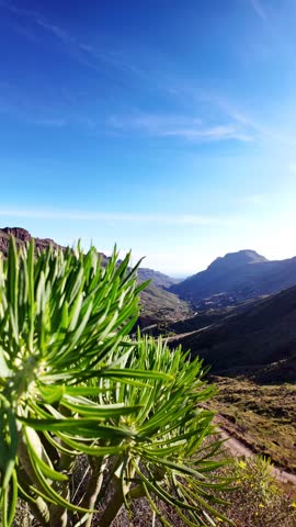 Beautiful panoramic view of a green mountain valley with a dirt road winding through it under a clear blue sky on a sunny day in Gran Canaria, Canary Islands, revealing the natural landscape