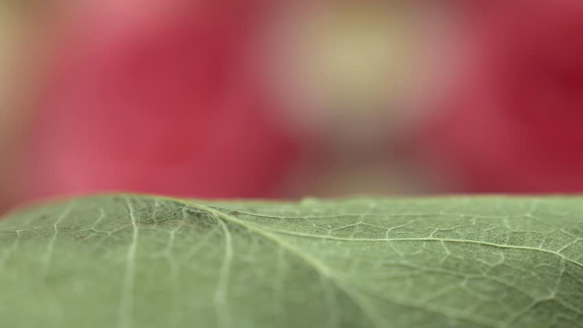 Water drop falls on green leaf with pink background