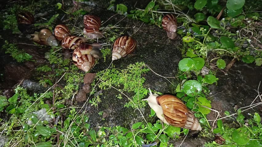 Common garden snail moving through wet soil and moss in a forest after rain.