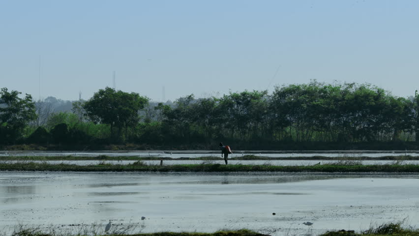 Farmers work in flooded rice fields alongside flocks of birds.