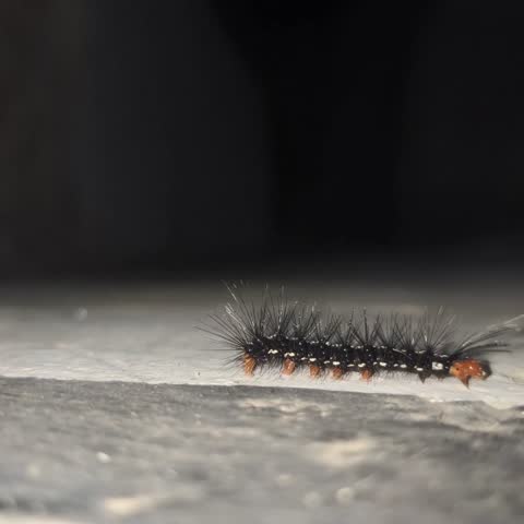 A fuzzy black caterpillar with white spots and orange legs crawls on a floor.