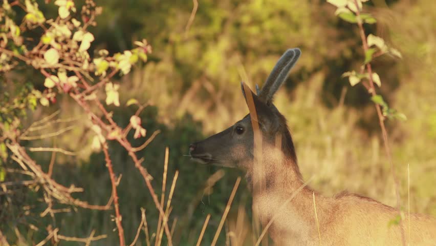 Red deer spiker (Cervus elaphus) with velvet antlers sniffing and looking at camera at sunset