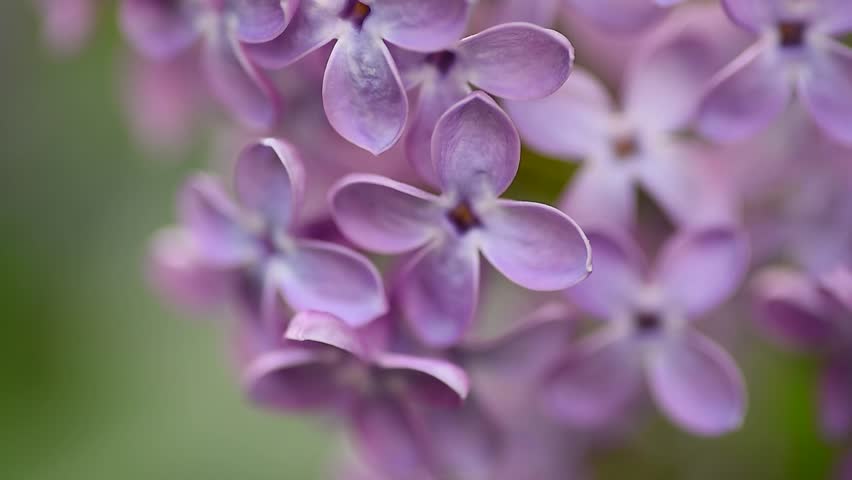 beautiful purple lilac flowers, green trees, summer day, macro, selective focus