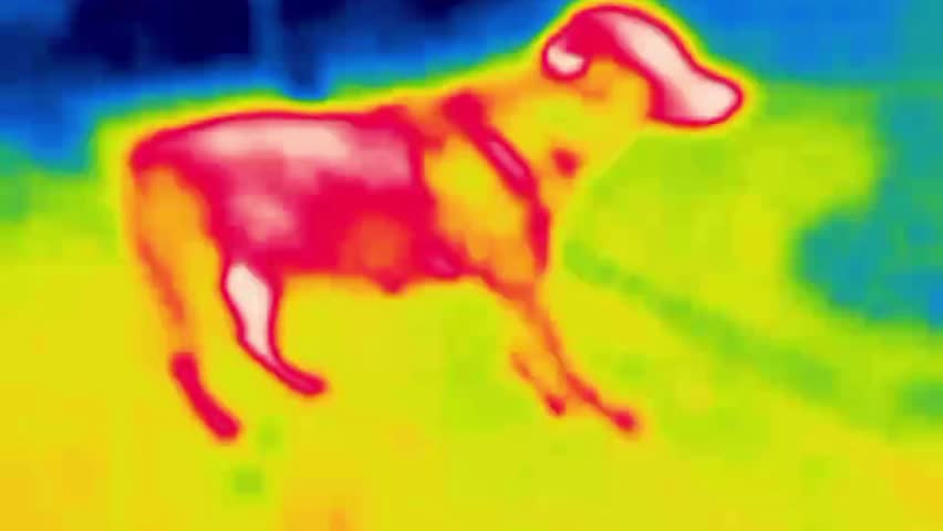 The dog calls for a game, playful dog. Image from thermal imager device.