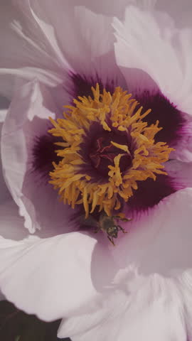 Vertical footage, Close up of a bee on the of a pink peony flower