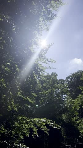 Sunlight shining through green tree leaves