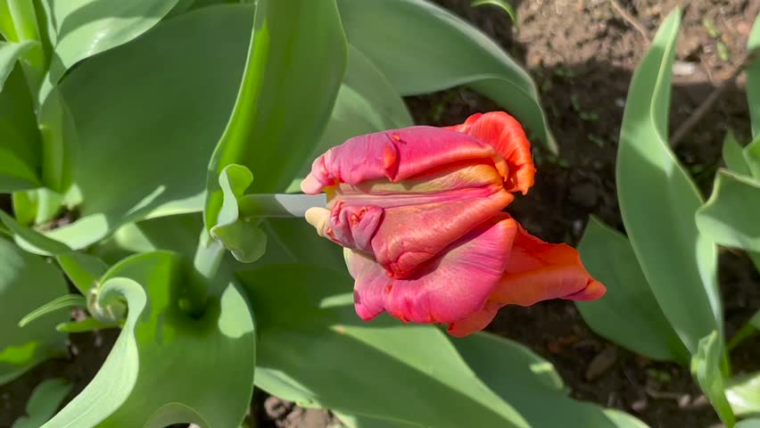 Yellow and red color Parrot Tulips (Tulipa) Flaming Parrot   blooms in a garden in May 2023. Idea for postcards, greetings, invitations, posters, wedding and Birthday decoration, background
