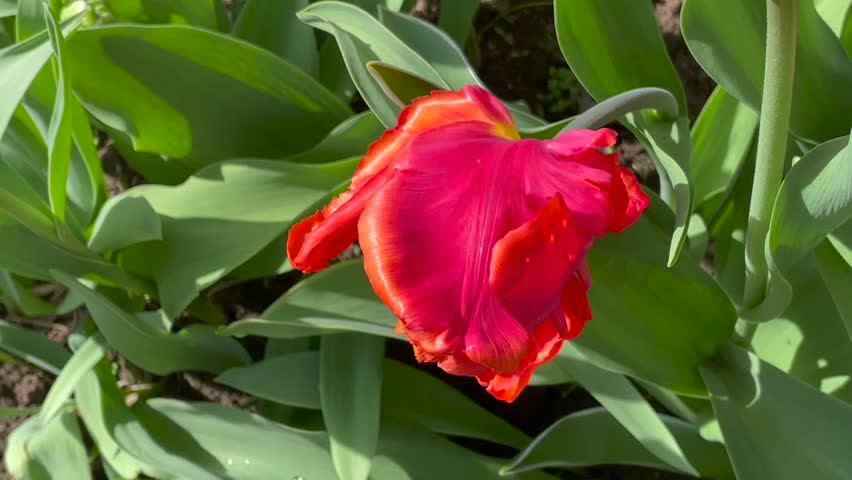 Yellow and red color Parrot Tulips (Tulipa) Flaming Parrot   blooms in a garden in May 2023. Idea for postcards, greetings, invitations, posters, wedding and Birthday decoration, background