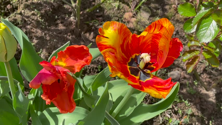 Yellow and red color Parrot Tulips (Tulipa) Flaming Parrot   blooms in a garden in May 2023. Idea for postcards, greetings, invitations, posters, wedding and Birthday decoration, background