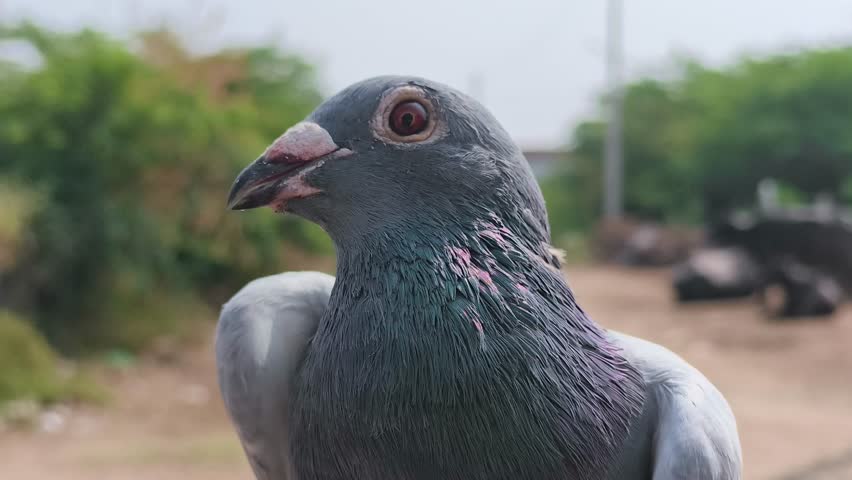Detailed close-up of a pigeon standing outdoors in a rural environment. Natural bird portrait useful for wildlife, urban nature, observation, and environmental themes.

