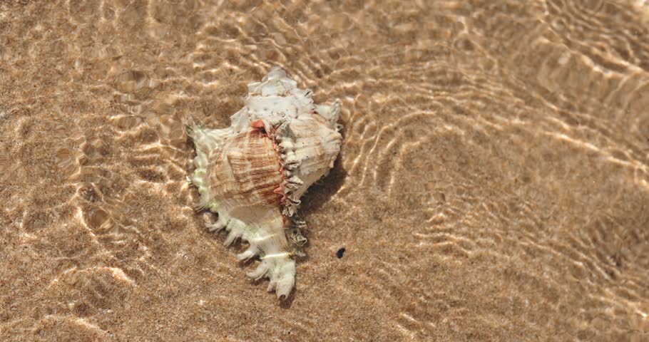 High quality macro of a White Murex Ramosus conch seashell resting in sunlit shallow water with gentle ripples, ideal for marine promos, spa ads, beach visuals, or tropical travel content. 